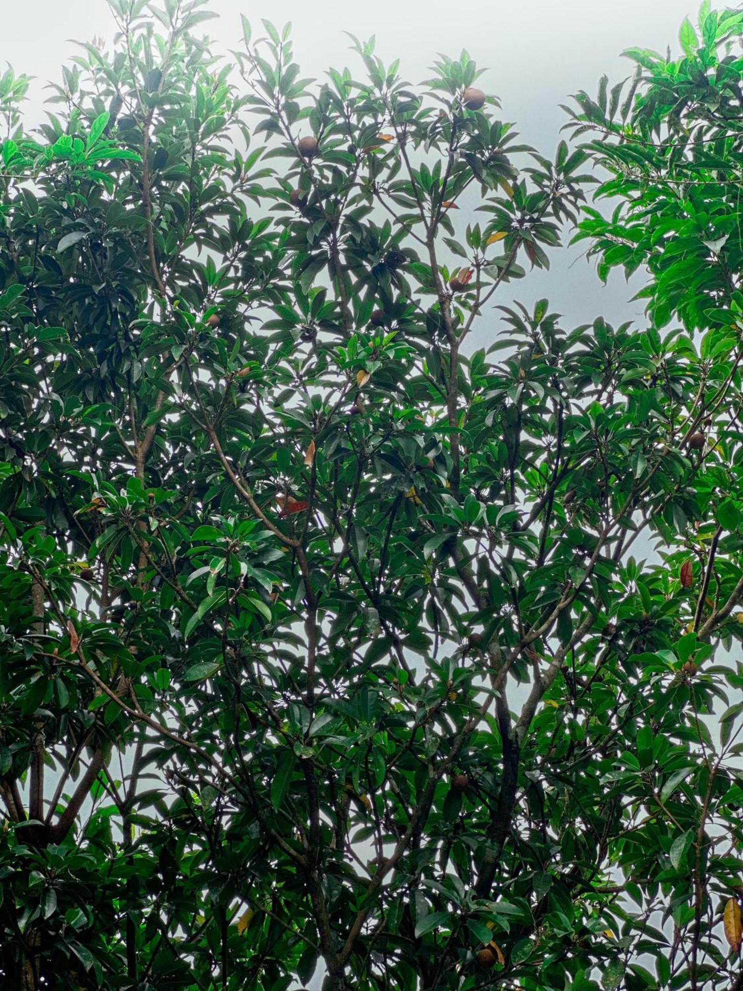 Janiro Tea Trees Villas Vythiri Exteriör bild