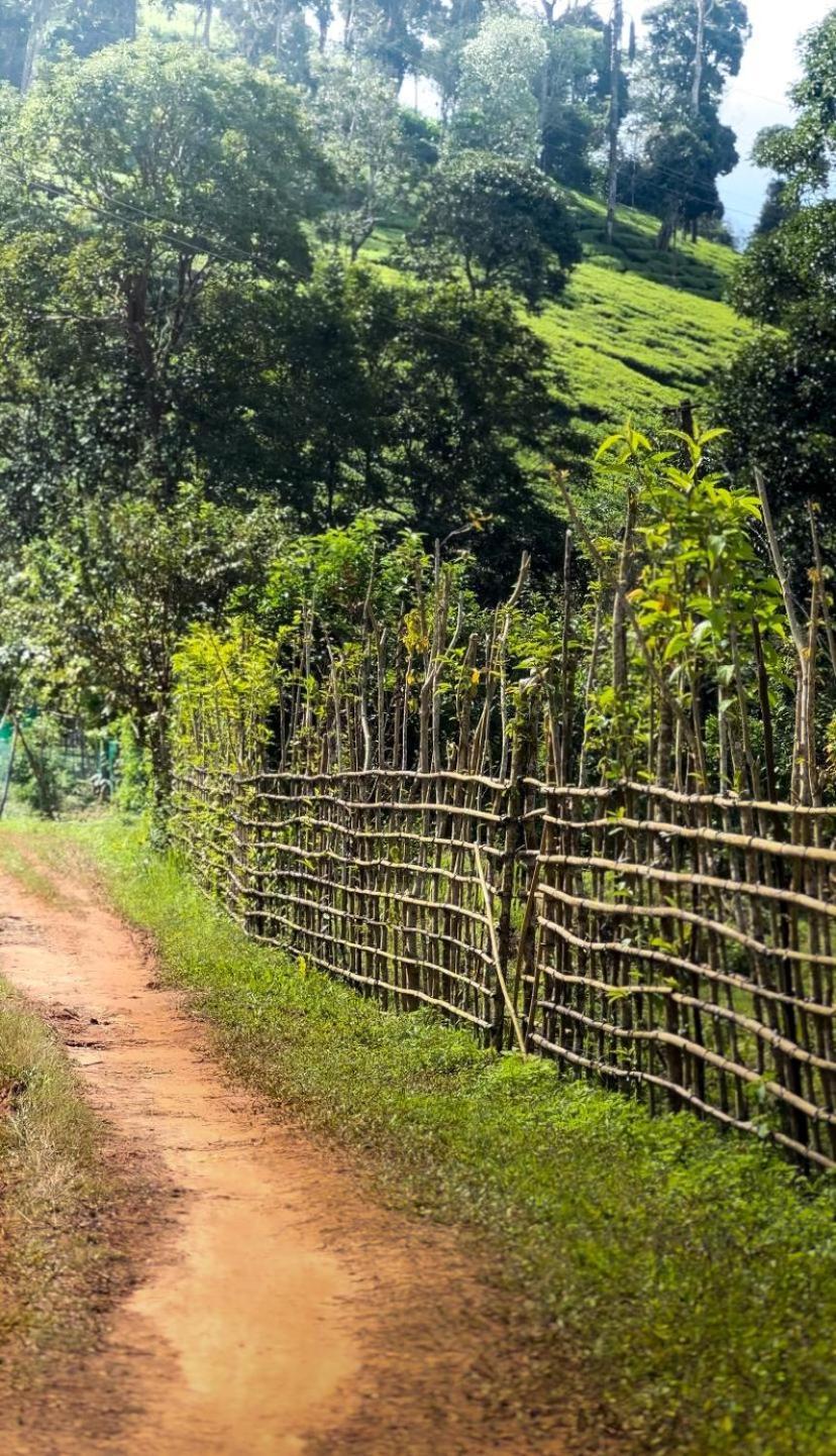 Janiro Tea Trees Villas Vythiri Exteriör bild