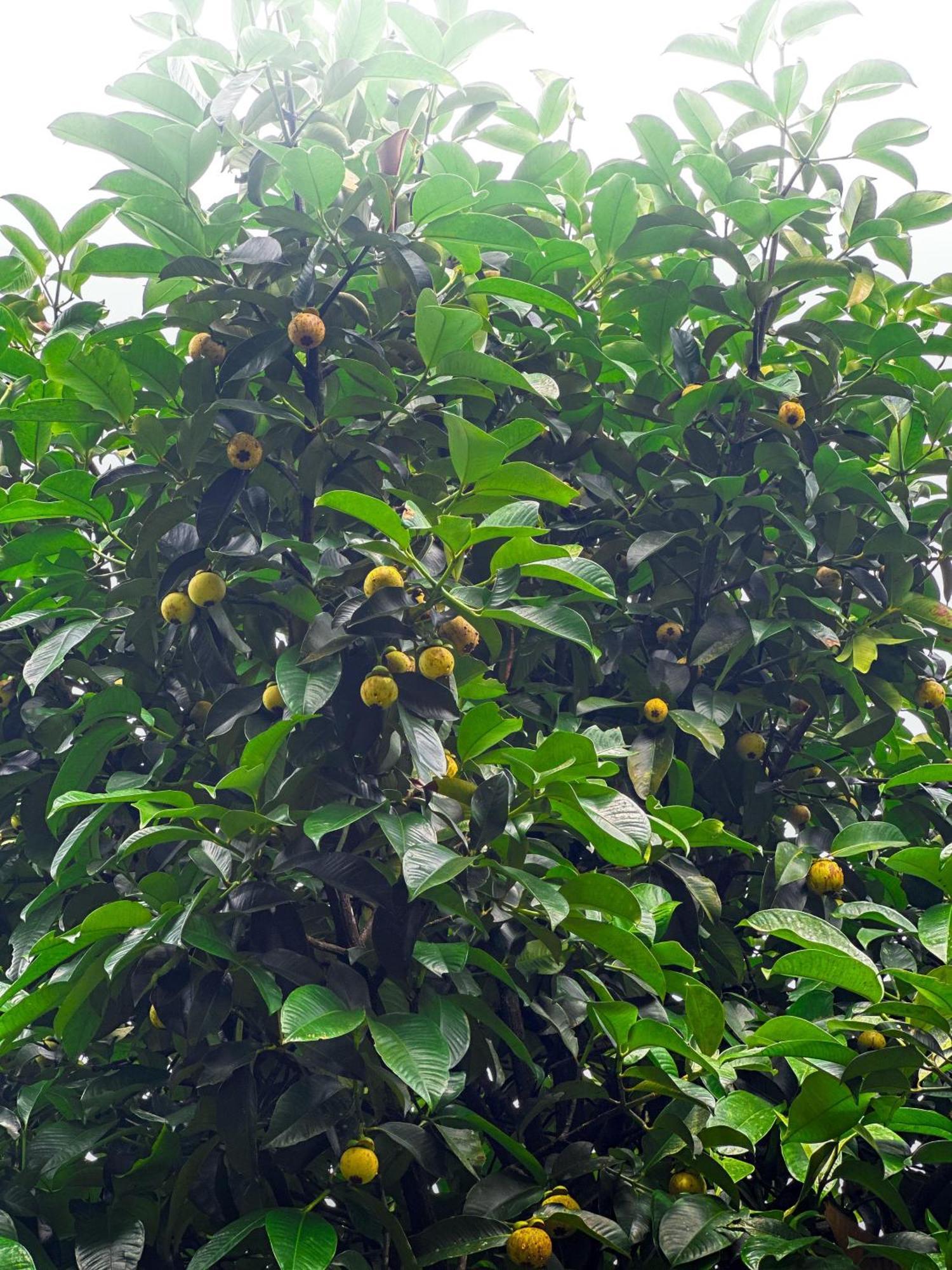 Janiro Tea Trees Villas Vythiri Exteriör bild