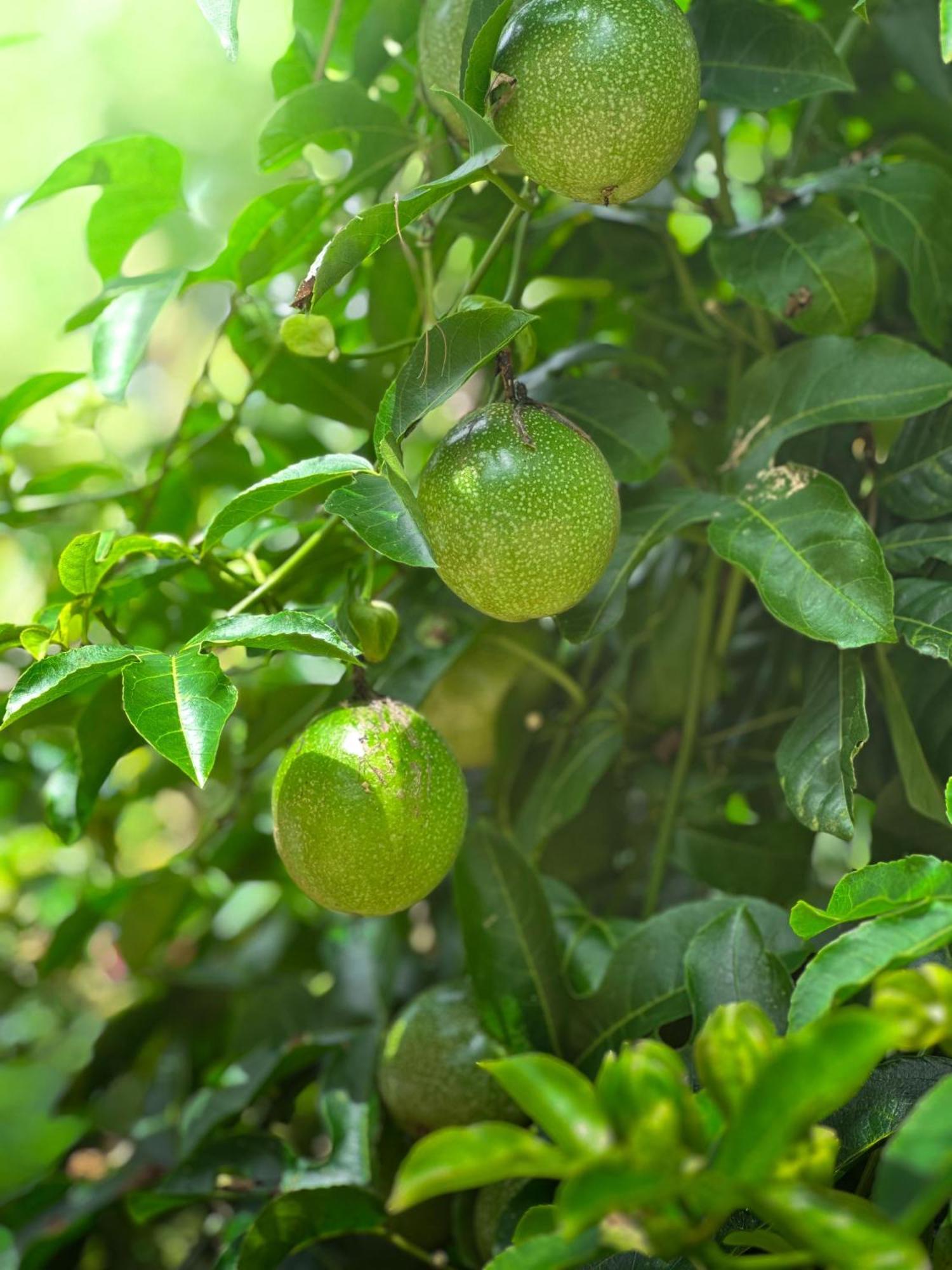 Janiro Tea Trees Villas Vythiri Exteriör bild